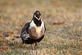 Gunnison Sage-Grouse